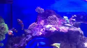 [TodoMarino.com] entacmae quadricolor roja S. Madrid