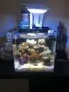 [TodoMarino.com] Nano Acuario de novato