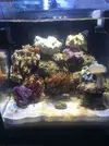 [TodoMarino.com] Nano Acuario de novato