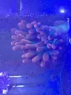 [TodoMarino.com] entacmae quadricolor roja S. Madrid