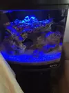 [TodoMarino.com] Nano Acuario de novato