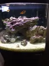 [TodoMarino.com] Nano Acuario de novato