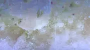 [TodoMarino.com] Piedra con alga