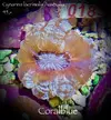 [TodoMarino.com] Cynarina lacrymalis Australia