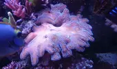 [TodoMarino.com] Vendo stylophora blanca pólipo azul - Orihuela