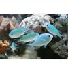 [TodoMarino.com] Hepatus, Vulpinus, Desjardini, Flavescens, Chromis viridis. - Santa Perpetua de Mogoda, Barcelona