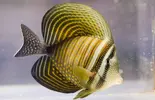 [TodoMarino.com] Hepatus, Vulpinus, Desjardini, Flavescens, Chromis viridis. - Santa Perpetua de Mogoda, Barcelona