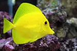[TodoMarino.com] Hepatus, Vulpinus, Desjardini, Flavescens, Chromis viridis. - Santa Perpetua de Mogoda, Barcelona