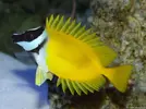 [TodoMarino.com] Hepatus, Vulpinus, Desjardini, Flavescens, Chromis viridis. - Santa Perpetua de Mogoda, Barcelona