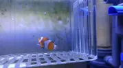[TodoMarino.com] Pez payaso con cola mordida