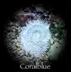 [TodoMarino.com] WWW.CORALBLUE.ES