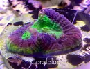 [TodoMarino.com] WWW.CORALBLUE.ES