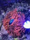 [TodoMarino.com] WWW.CORALBLUE.ES