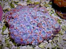 [TodoMarino.com] WWW.CORALBLUE.ES