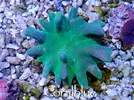[TodoMarino.com] WWW.CORALBLUE.ES