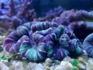[TodoMarino.com] WWW.CORALBLUE.ES