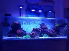 [TodoMarino.com] Peces - Madrid - Madrid capital