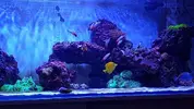 [TodoMarino.com] Peces - Madrid - Madrid capital