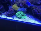 [TodoMarino.com] Peces - Madrid - Madrid capital