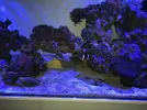 [TodoMarino.com] Peces - Madrid - Madrid capital