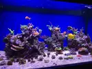 [TodoMarino.com] Vela's reef proyect II