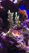 [TodoMarino.com] Vela's reef proyect II