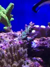 [TodoMarino.com] Vela's reef proyect II