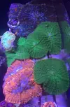 [TodoMarino.com] Cambio rhodactis verde fluor (Madrid)