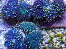 [TodoMarino.com] Novedades WWW.CORALBLUE.ES