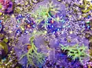[TodoMarino.com] Seriatopora Hystrix Amarilla 6 cm aprox.