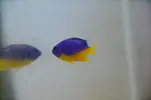 [TodoMarino.com] Chrysiptera hemicyanea - Madrid