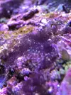 [TodoMarino.com] NOHAYMUS REEF V2.0 (750 litros)