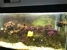 [TodoMarino.com] Acuario marino 260 L - Quijorna