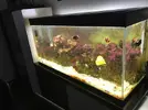 [TodoMarino.com] Acuario marino 260 L - Quijorna