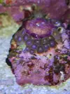 [TodoMarino.com] Nuevo  pack zoas envio - Asturias