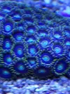 [TodoMarino.com] Nuevo  pack zoas envio - Asturias