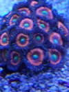[TodoMarino.com] Nuevo  pack zoas envio - Asturias