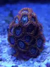 [TodoMarino.com] Nuevo  pack zoas envio - Asturias