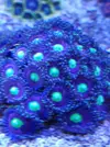 [TodoMarino.com] Nuevo  pack zoas envio - Asturias