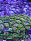 [TodoMarino.com] Nuevo  pack zoas envio - Asturias