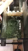 [TodoMarino.com] Cultivar copepodos