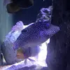 [TodoMarino.com] Vendo pez globo canthigaster solandri - Madrid