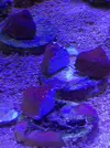[TodoMarino.com] Vendo squejes  de Montipora chilli peppers - Barcelona