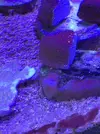 [TodoMarino.com] Vendo squejes  de Montipora chilli peppers - Barcelona