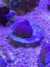[TodoMarino.com] Vendo squejes  de Montipora chilli peppers - Barcelona
