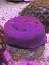 [TodoMarino.com] Vendo squejes  de Montipora chilli peppers - Barcelona
