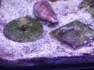 [TodoMarino.com] Mini Reef