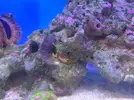 [TodoMarino.com] Mini Reef