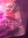 [TodoMarino.com] Vendo chromis viridis - Madrid. El carmen