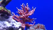 [TodoMarino.com] De autoctono Cantabrico a tropical, nuevo proyecto